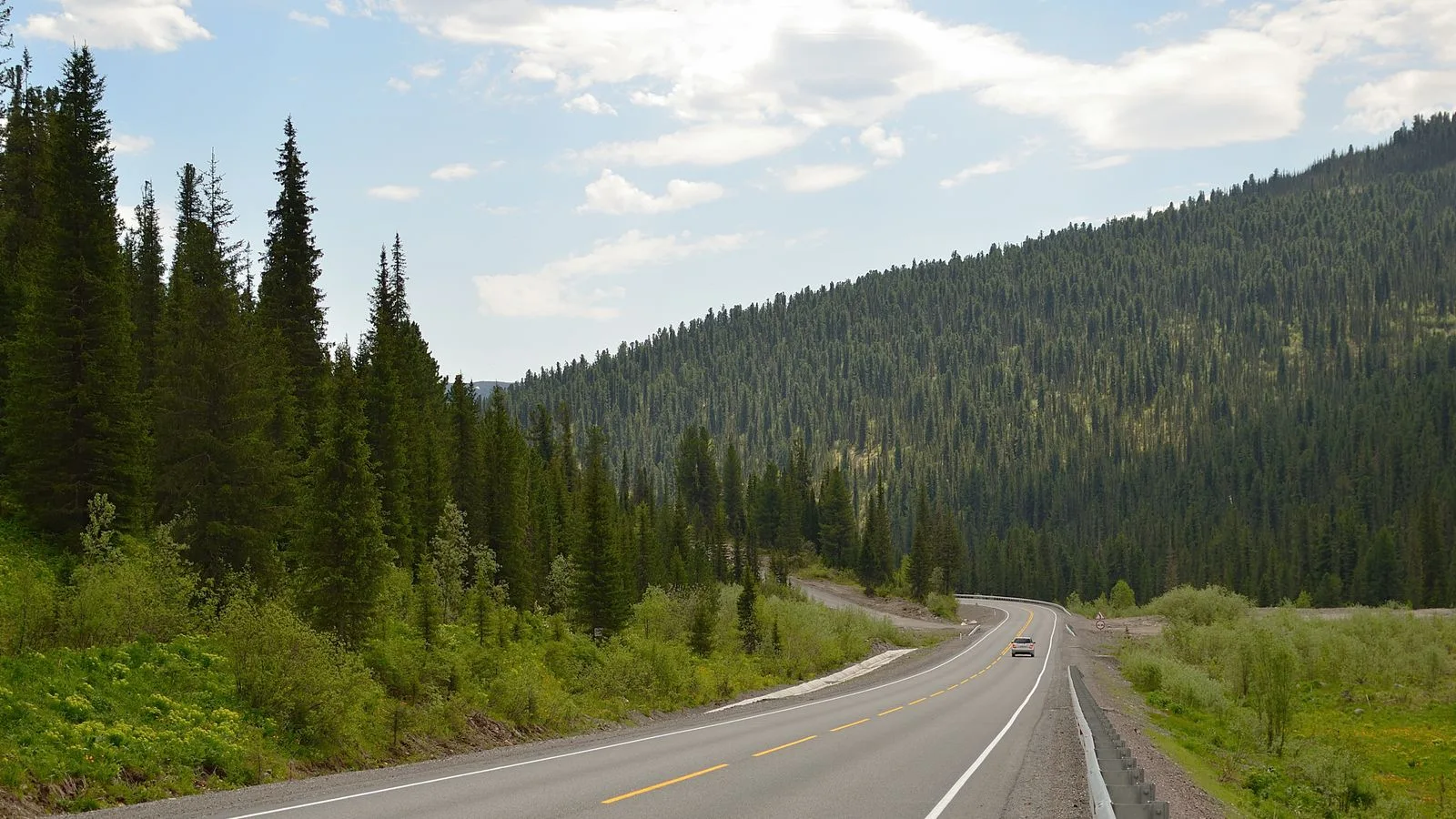 Winding road through dense conifer forest with mountain views under a clear sky.