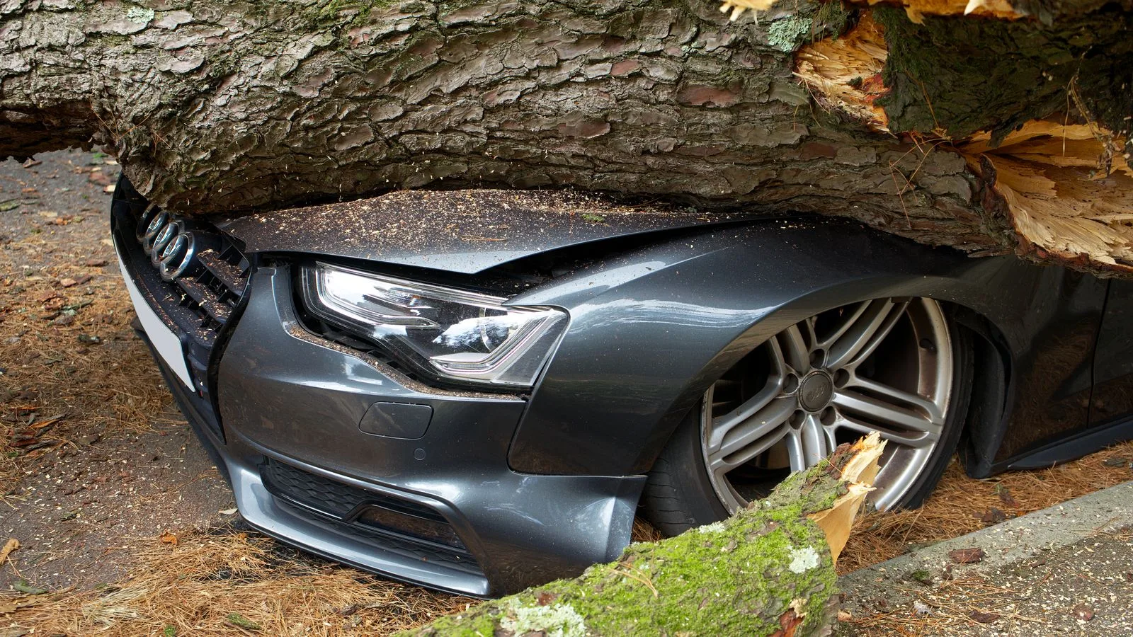 A vehicle damaged by a fallen tree after an accident in the United Kingdom.
