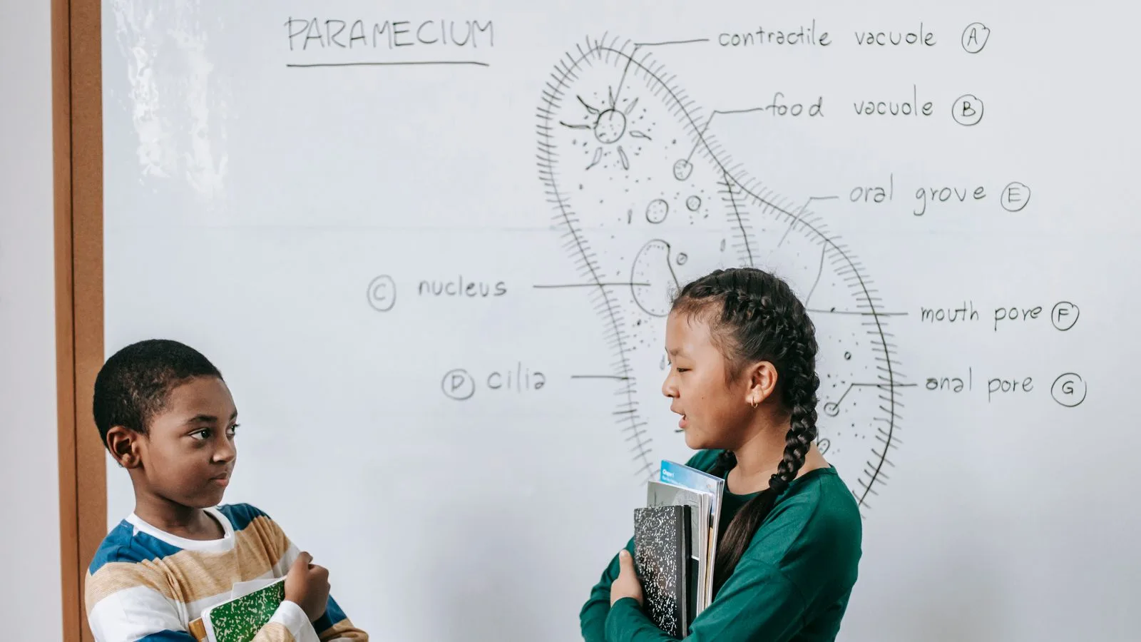 Side view of smart black little boy and Asian girl standing near whiteboard and answering question together during biology class